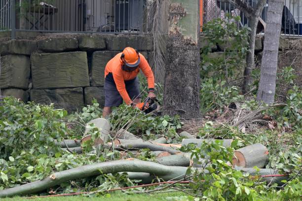 Reliable Ault, CO Tree Removal Solutions